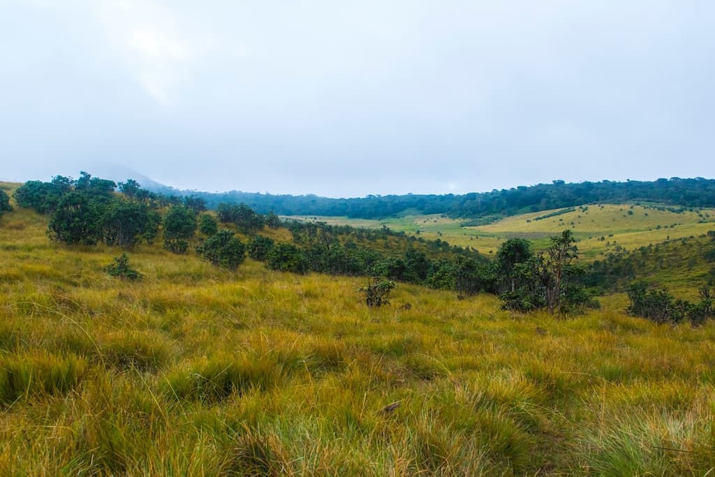 Terrain nu