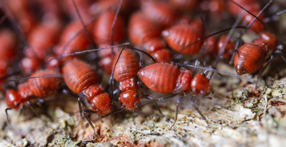 Le diagnostic Termites obligatoire avant la vente de son appartement